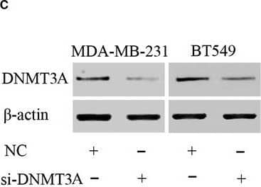DNMT3A Antibody (64B1446) - BSA Free
