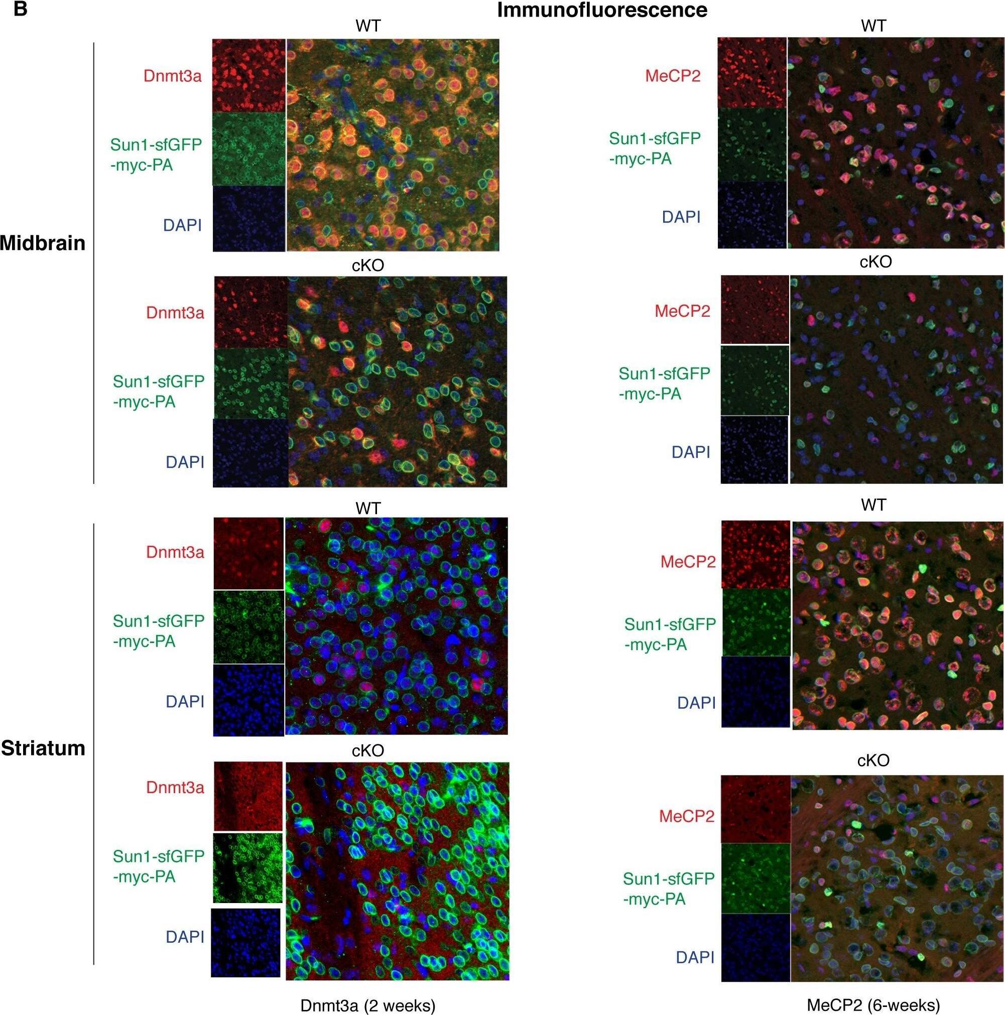 DNMT3A Antibody (64B1446) - BSA Free