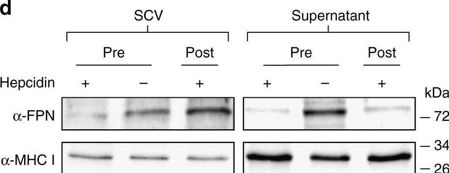 MHC Class I Antibody (ER-MP42) - BSA Free