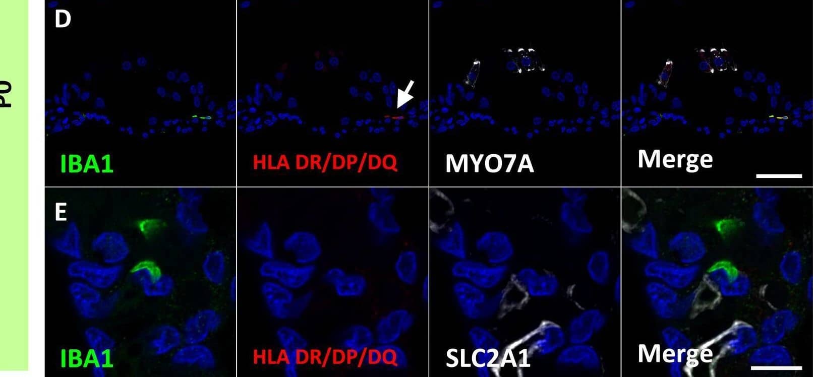 HLA DQ/DR/DP Antibody (CR3/43)