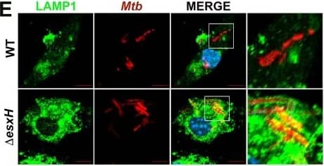 LAMP-1/CD107a Antibody