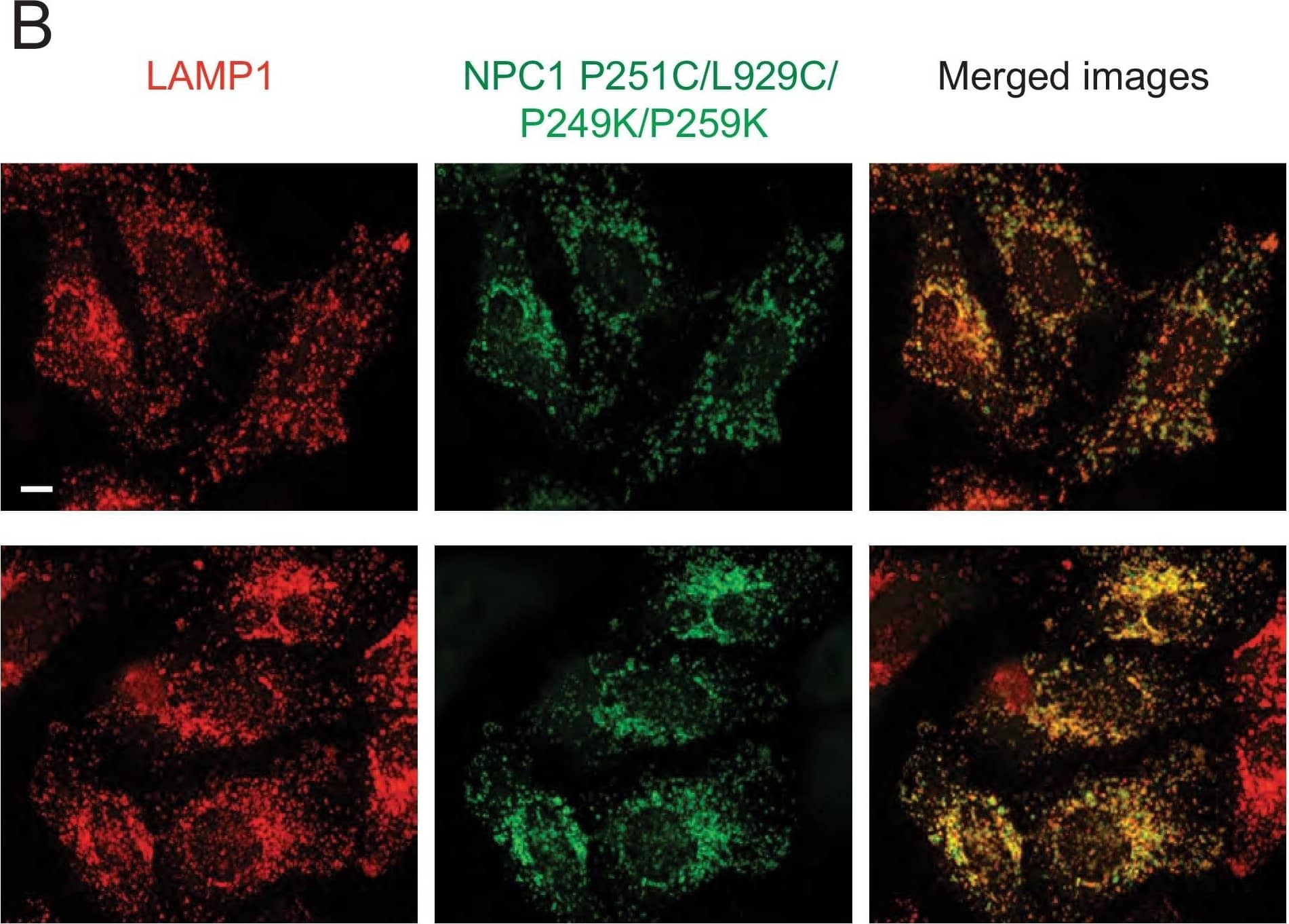 LAMP-1/CD107a Antibody