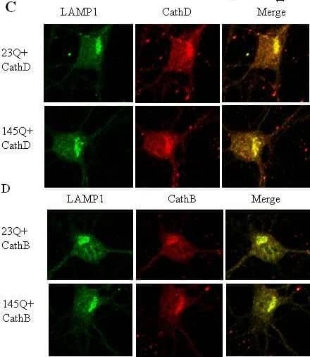 LAMP-1/CD107a Antibody