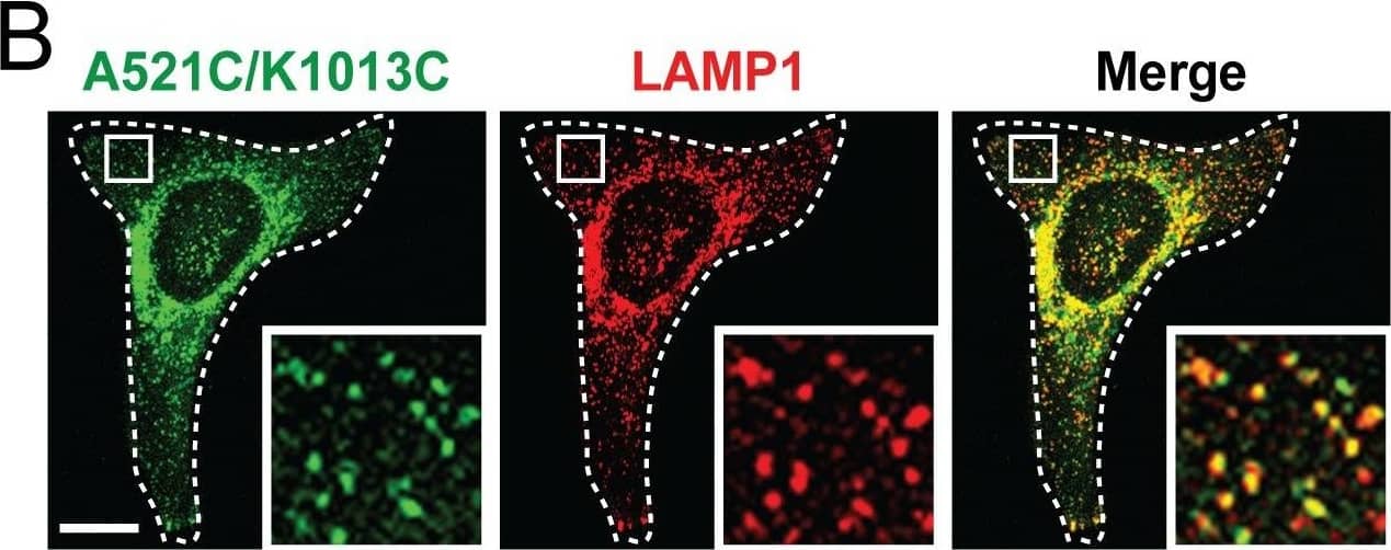 LAMP-1/CD107a Antibody