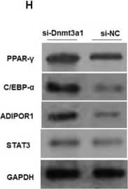 PPAR gamma/NR1C3 Antibody