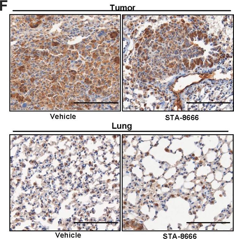 HSP90 alpha Antibody