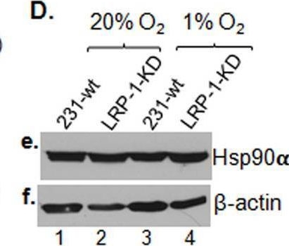HSP90 alpha Antibody