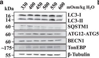 NFAT5 Antibody