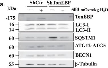 NFAT5 Antibody