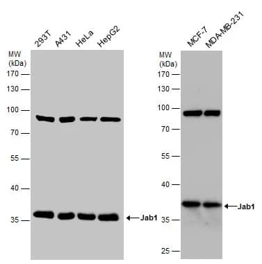 JAB1 Antibody (2A10.8)