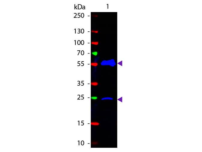 Goat anti-Armenian Hamster IgG (H+L) Secondary Antibody [FITC]