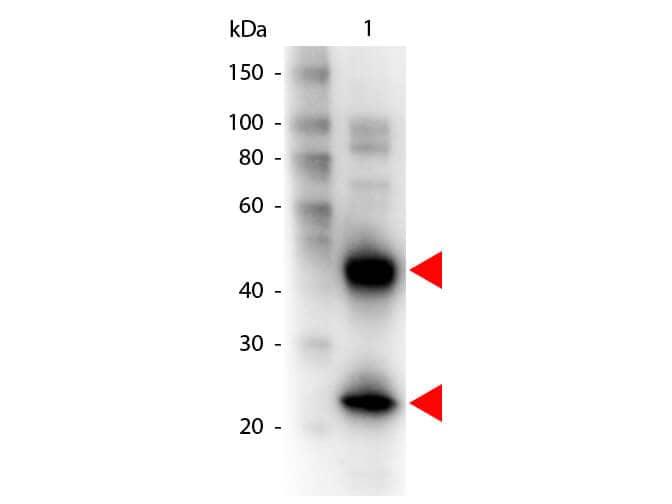 Goat anti-Armenian Hamster IgG (H+L) Secondary Antibody [Biotin]