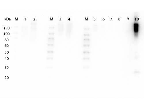 Goat F(ab')2 anti-Mouse IgG (H+L) Secondary Antibody [HRP] (Pre-adsorbed)