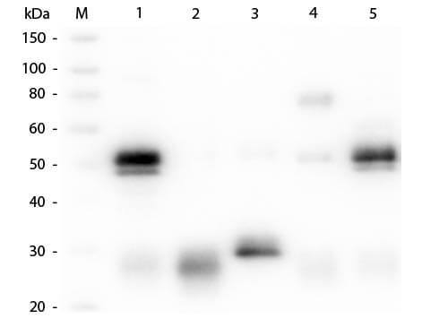 Goat anti-Rabbit IgG (H+L) Secondary Antibody [Alkaline Phosphatase] (Pre-adsorbed)