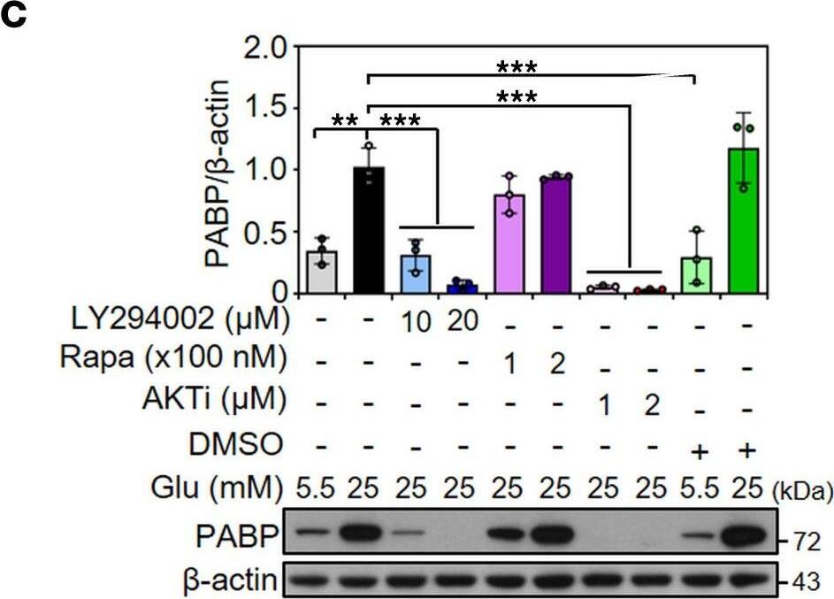 PABP Antibody (10E10) - BSA Free