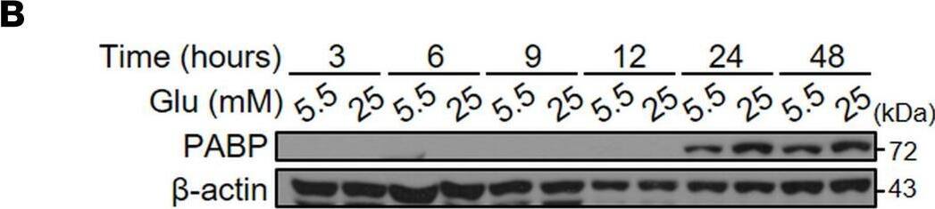 PABP Antibody (10E10) - BSA Free