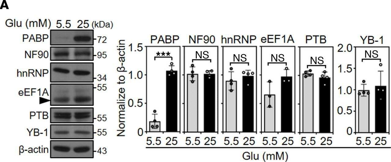 PABP Antibody (10E10) - BSA Free