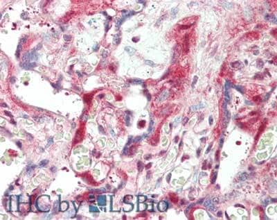 Laminin beta 1 Antibody