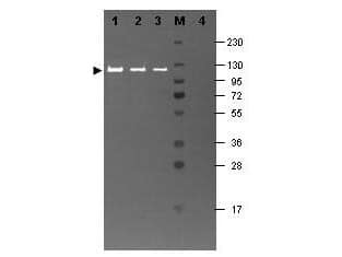 beta Galactosidase Antibody [FITC]