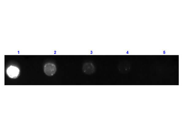 Goat F(ab) anti-Mouse IgG (H+L) Secondary Antibody [FITC]
