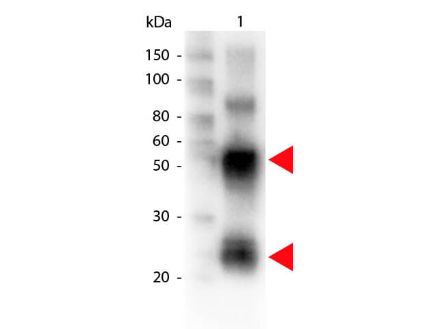 Rabbit anti-Porcine IgG (H+L) Secondary Antibody [Biotin]