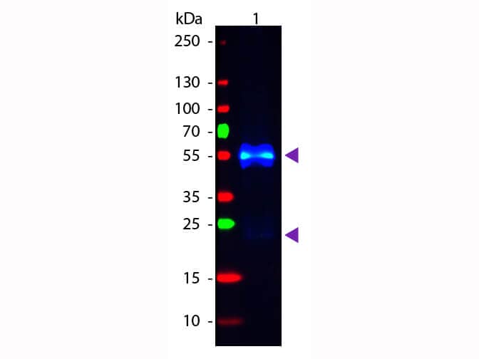 Donkey anti-Rabbit IgG (H+L) Secondary Antibody [FITC]