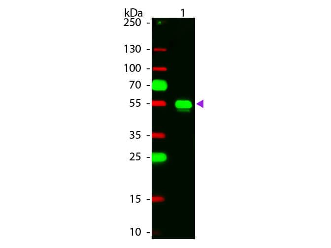 Chicken anti-Rabbit IgG (H+L) Secondary Antibody [Rhodamine]