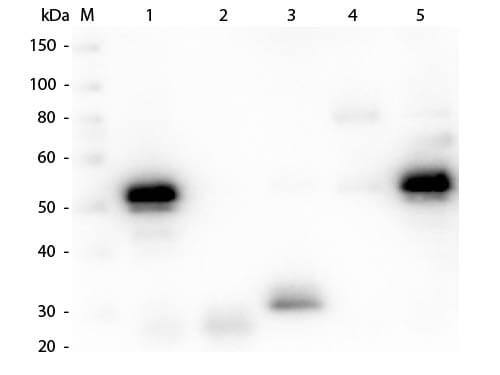 Chicken anti-Rabbit IgG (H+L) Secondary Antibody [Alkaline Phosphatase]