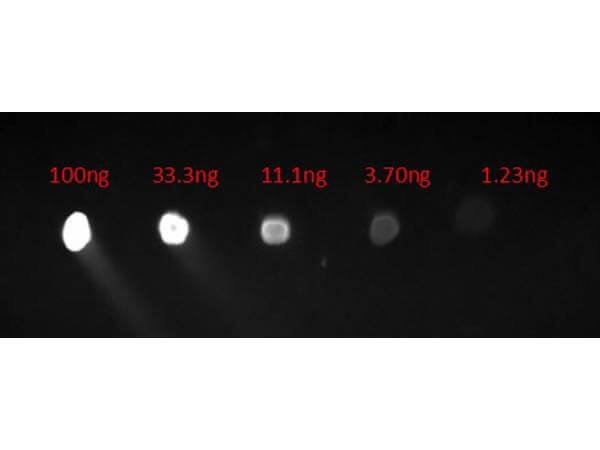 Chicken anti-Human IgG (H+L) Secondary Antibody [FITC]