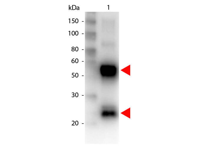 Goat anti-Porcine IgG (H+L) Secondary Antibody [Biotin]