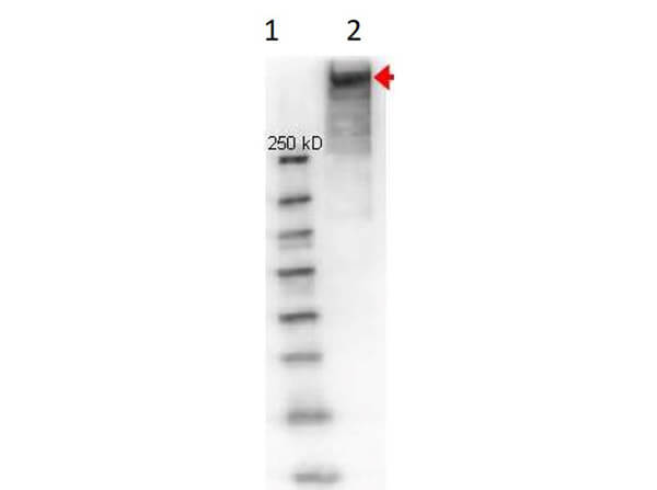 KLH Antibody
