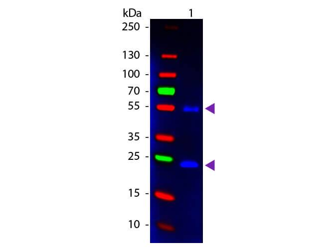 Donkey anti-Mouse IgG (H+L) Secondary Antibody [FITC] (Pre-adsorbed)