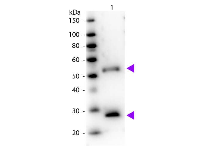 Donkey anti-Mouse IgG (H+L) Secondary Antibody [HRP] (Pre-adsorbed)