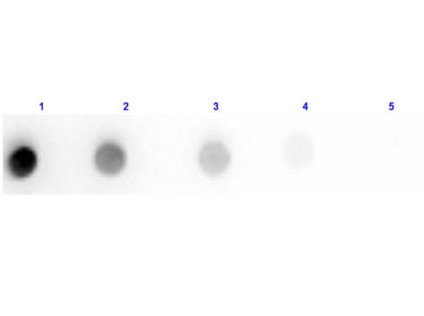 Goat F(ab) anti-Rat IgG (H+L) Secondary Antibody