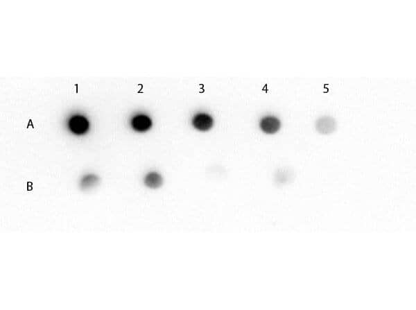 Goat anti-Mouse IgM Heavy Chain Secondary Antibody