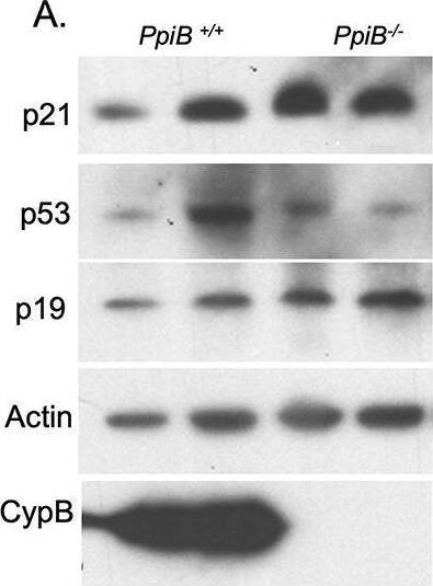 p19ARF/CDKN2A Antibody - BSA Free