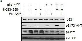 p14ARF/CDKN2A Antibody - BSA Free