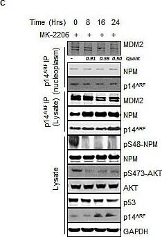 p14ARF/CDKN2A Antibody - BSA Free