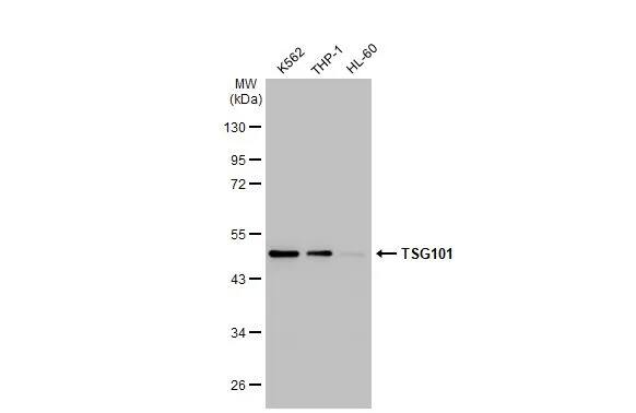 TSG101 Antibody (4A10)