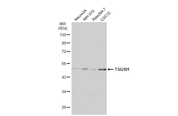 TSG101 Antibody (4A10)