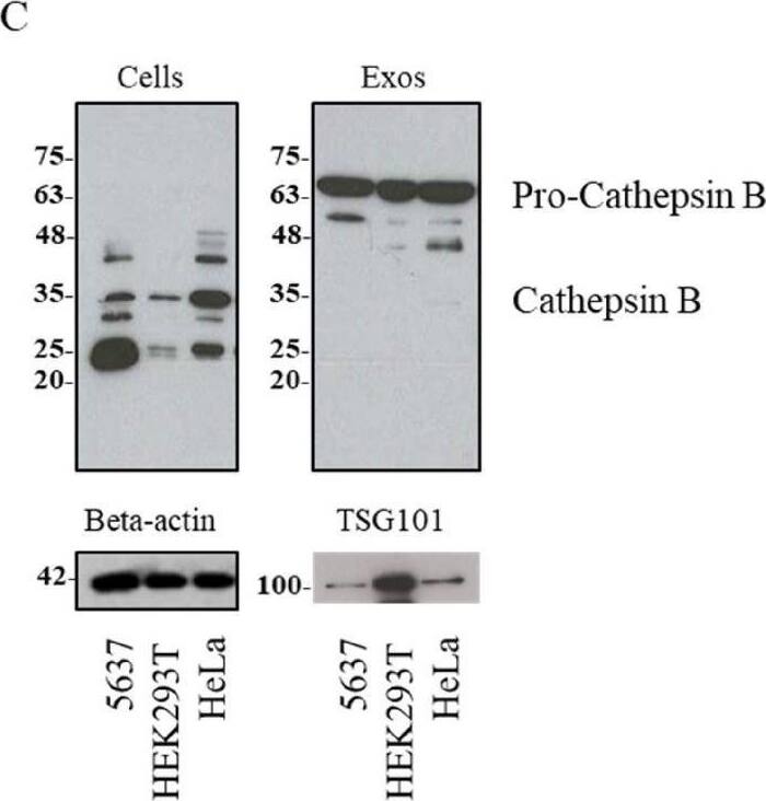 TSG101 Antibody (4A10)