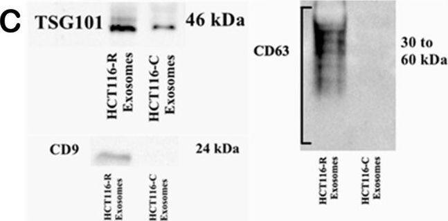 TSG101 Antibody (4A10)