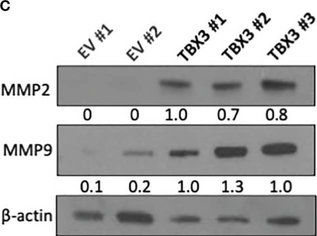 MMP-2 Antibody (8B4) - (Pro and Active) - BSA Free