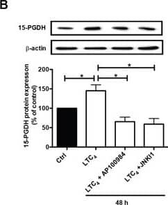 15-PGDH/HPGD Antibody