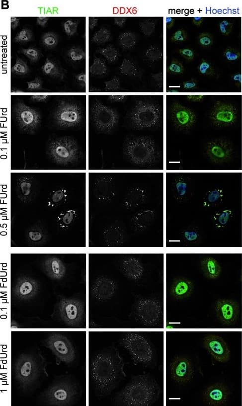 DDX6 Antibody