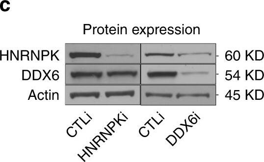 DDX6 Antibody