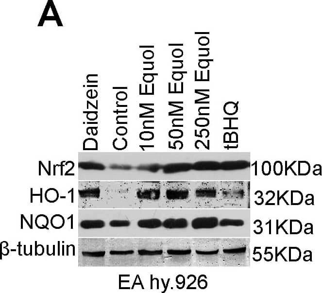 NQO-1 Antibody (A180)