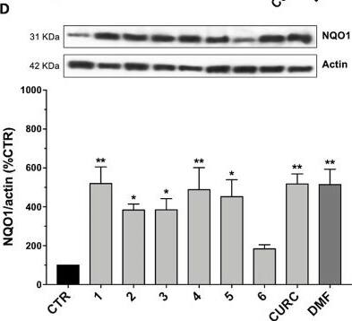 NQO-1 Antibody (A180)