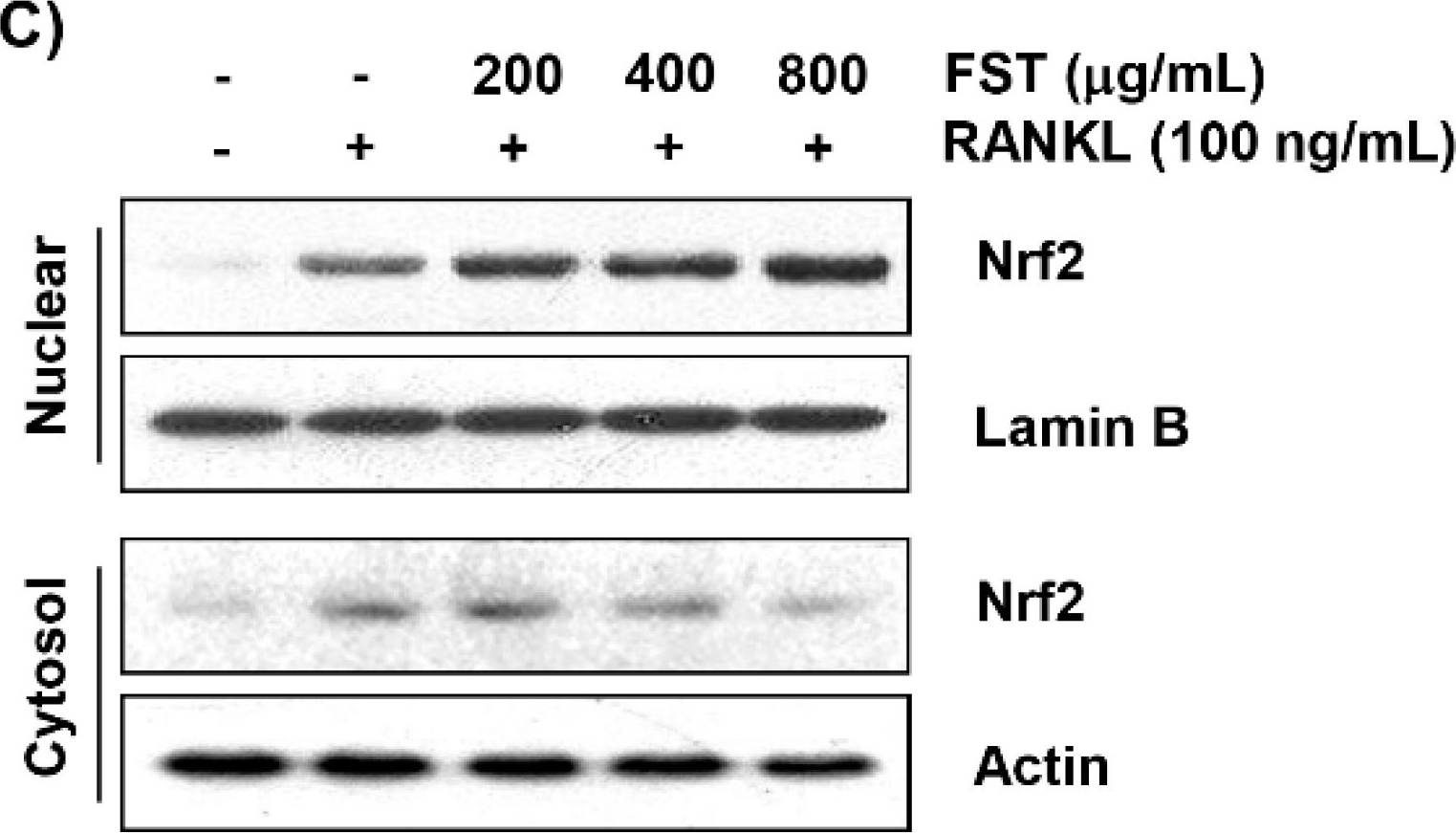 NQO-1 Antibody (A180)