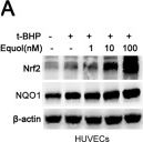 NQO-1 Antibody (A180)